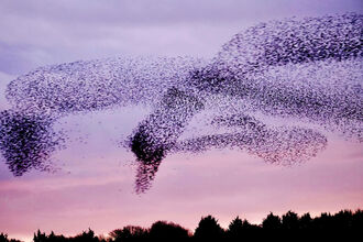 Starling Murmuration at dusk 