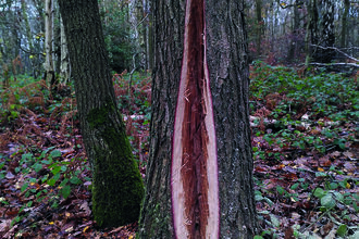 A mature tree in woodland with a long vertical strip of bark and wood removed from the trunk, exposing fresh pale and reddish timber beneath. Wood shavings are scattered around the base of the tree on a leaf-covered forest floor. Surrounding trees, bramble and autumn vegetation can be seen in the background. This is an example of the veteranising technique explained in this blog.