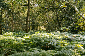 Ferns in the foreground with trees in the background. Covered in dappled sunlight
