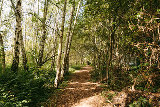 Footpath amongst silver birch trees 