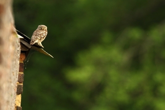 Little owl