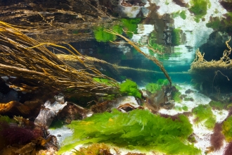 Seaweeds In Shallows. Scotland, UK