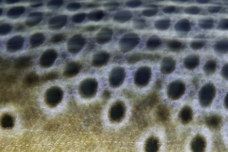 Brown trout in closeup © Alexander Mustard/2020VISION