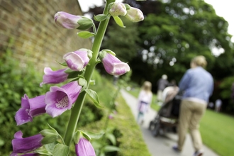 Woman with pushchair walking with young children past wildflowers