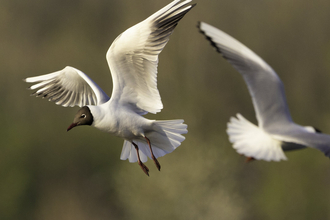 Photo of two black-headed gulls in flight