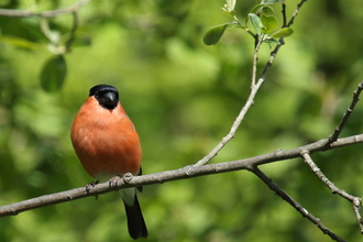 A bull finch sat in a tree