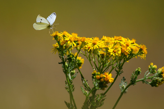 Cabbage white