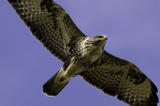 Buzzard soaring in a blue sky