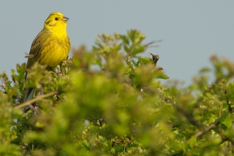 Male yellowhammer © Chris Gomersall/2020VISION