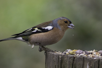 Chaffinch eating seeds on log