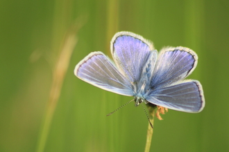 A common blue butterfly perched on a blade of grass.