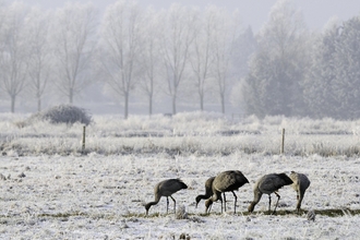 Cranes on frosted ground
