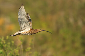Curlew in flight above a summery grassland meadow. Photo by Jon Hawkins, Surrey Hills Photography