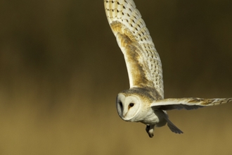 Barn owl flying over field