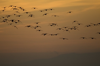 Barnacle geese