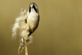 Bearded Tit (Panurus biarmi) amongst the reedbeds - Danny Green/2020VISION