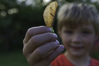 Young boy holding a sycamore seed