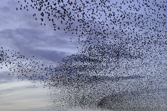 Thousands of starlings murmurating during a coulourful winter sunset