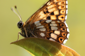 Duke of Burgundy perched on a leaf