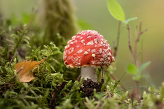 Fly agaric fungus in woodland