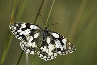 Marbled white butterfly