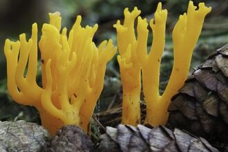 yellow stag horn fungi - yellow spikes sticking up vertically