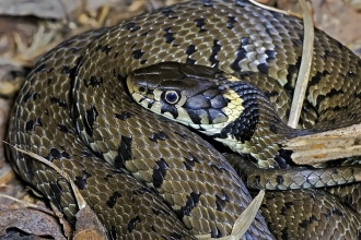 Grass snake © David Chamberlain