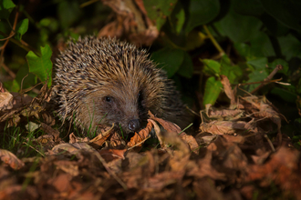 A single hedgehog hiding amongst the leaf litter and bushes of someone's garden.