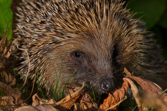 hedgehog in brown leaf litter at night time
