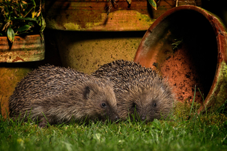 Hedgehog (c) Jon Hawkins