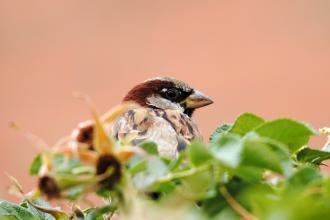 House sparrow ♂ © Amy Lewis