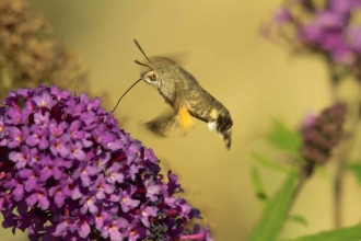 Hummingbird hawk-moth © Derek Moore