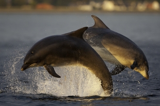 Bottlenose dolphins