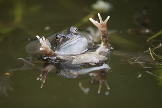 Common frog in pond with its front legs in the air 