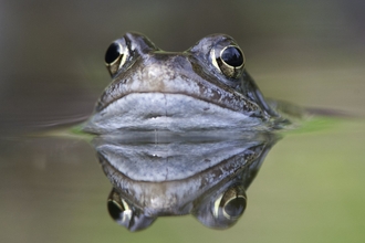 A close up of a common frog and its reflection as it pokes it's head out of a pond