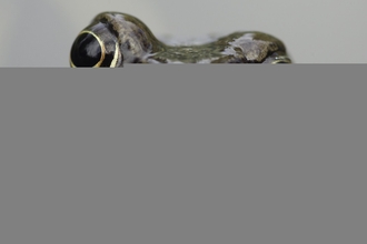 A straight on close up common frog looking goofy with one eye half closed.
