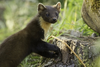 Image of a pine marten © Mark Hamblin/2020VISION