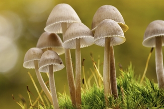 close up of a cluster of fungi on a grassy floor
