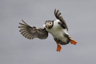 A puffin in flight with it's wings outstretched and legs dangling at its sides.