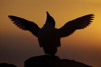 A razor bill with its wings outstretched and silhouetted by the setting sun.