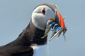 A puffin with a bill full of sandeels