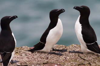 Razorbills