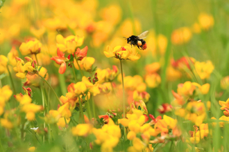 Red-tailed bumblebee on bird's foot trefoil