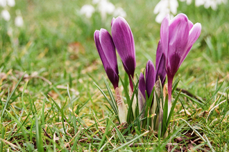 Spring crocus