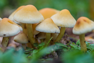 cluster of beige with orangey tips, sulphur tuft fungi on the green woodland floor