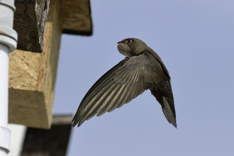 Swift flying to a nest box with its throat pouch bulging with insects it has caught