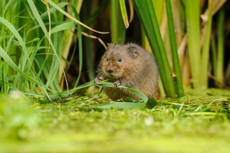 Water vole © Terry Whittaker/2020VISION