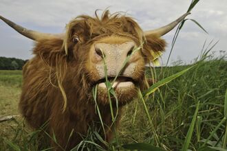 Highland cattle feeding on common reed by Terry Whittaker - 2020VISION