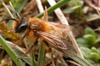 Tawny mining bee