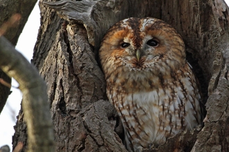 Tawny owl (c) Margaret Holland